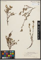 Foto von Salix myrtilloides L. x Salix repens L.